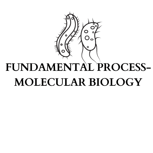 FUNDAMENTAL PROCESS-MOLECULAR BIOLOGY